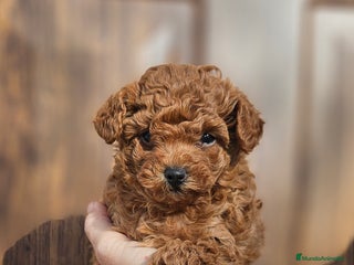 Caniche Toy perros Caniche toy - Anuncio 21