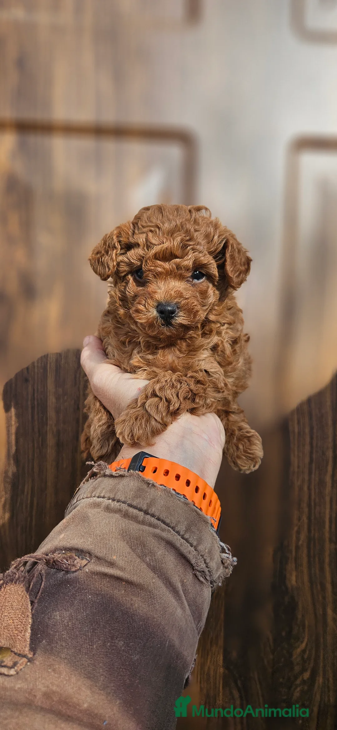 Caniche Toy perros en venta: Caniche toy - Anuncio 3