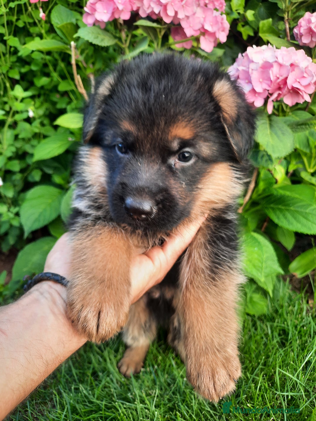 Pastor Alemán perros en venta: Pastores alemanes  - Imagen 4