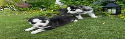 Husky Siberiano perros en venta: Husky siberiano  - Anuncio 2
