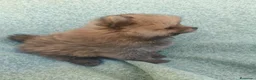 Pomerania perros en venta: Pomerania toy - Anuncio 3