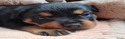 Rottweiler perros en venta: Bebés Rottweiler  - Anuncio 1