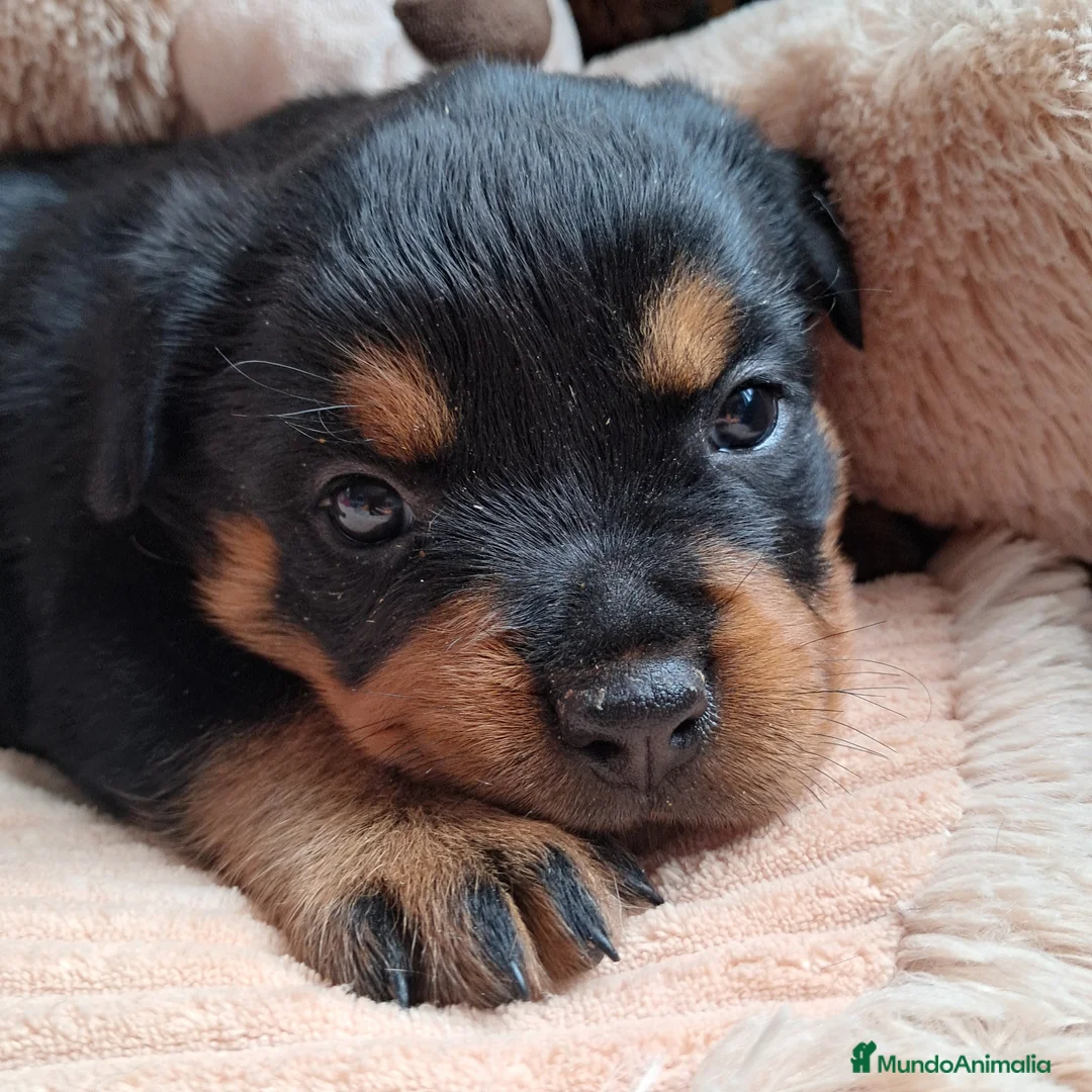 Rottweiler perros en venta: Bebés Rottweiler  - Anuncio 1