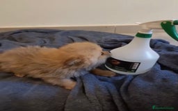 Pomerania perros en venta: Lulu pomerania toy osito - Imagen 5
