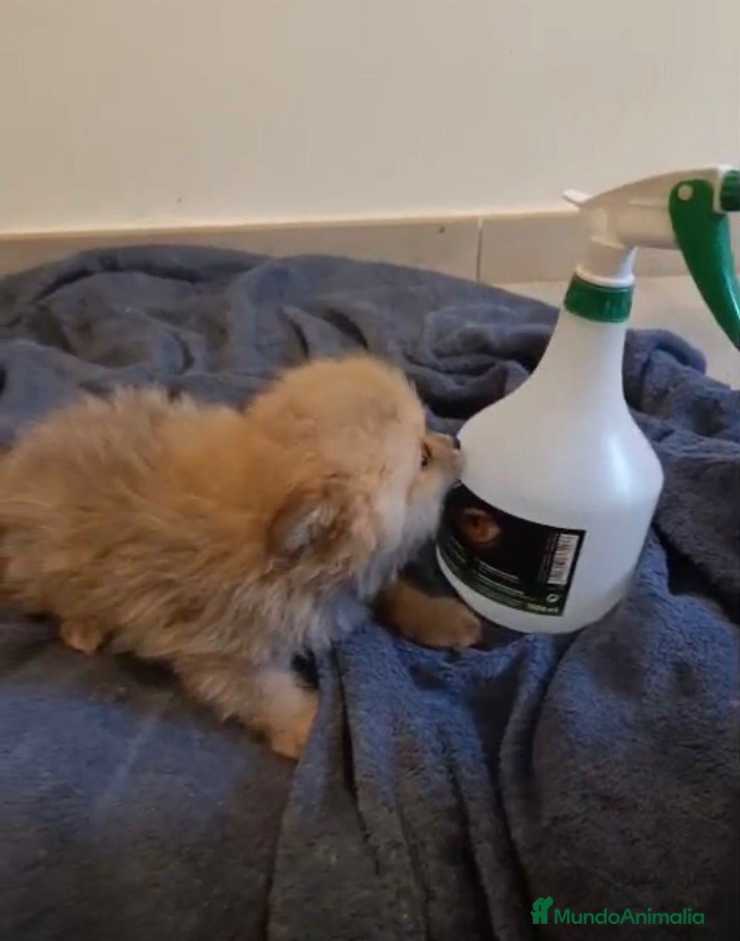 Pomerania perros en venta: Lulu pomerania toy osito - Imagen 5