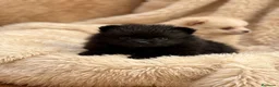 Pomerania perros en venta: Pomerania mini Lulú  - Anuncio 1