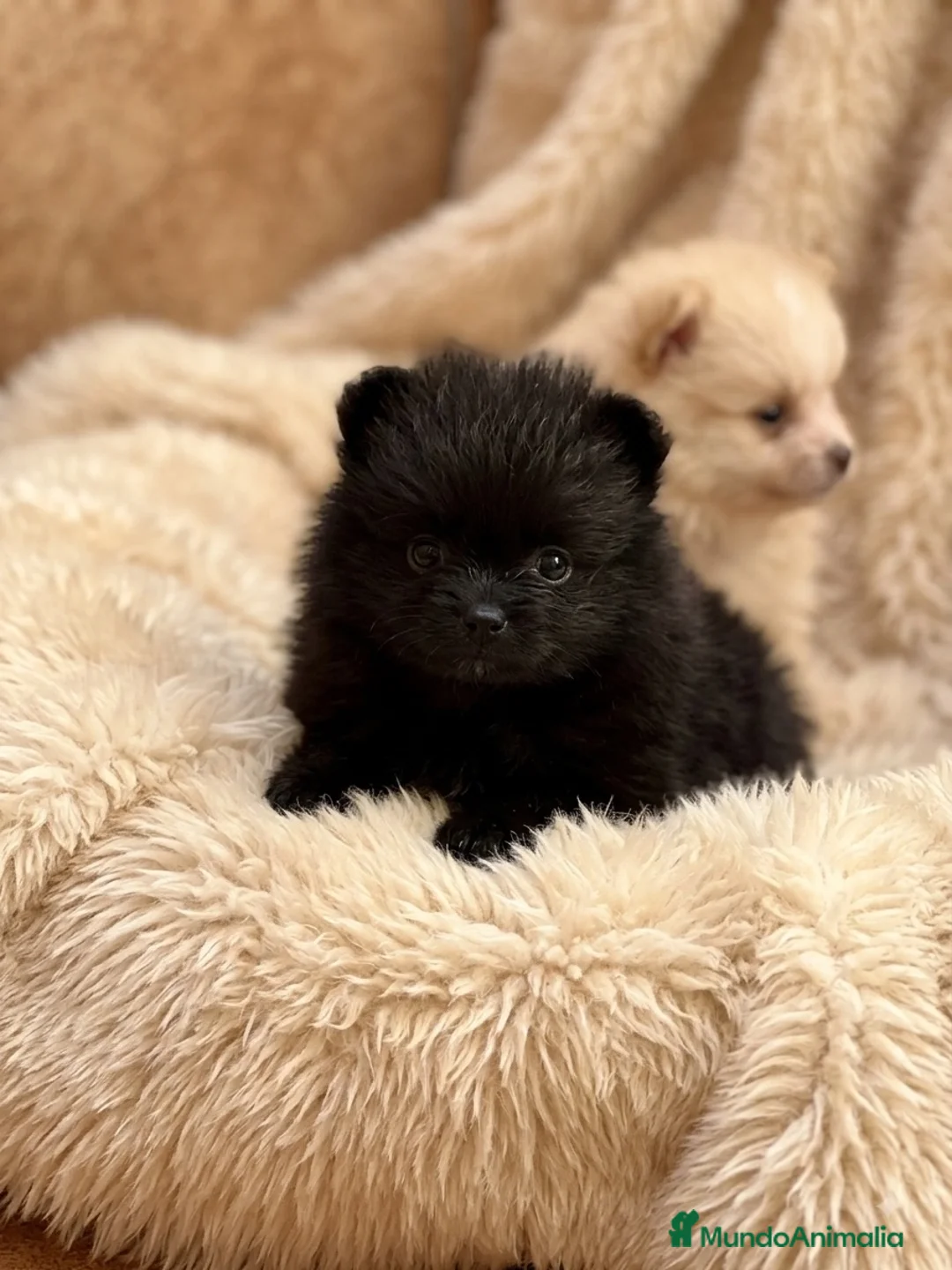 Pomerania perros en venta: Pomerania mini Lulú  - Anuncio 1