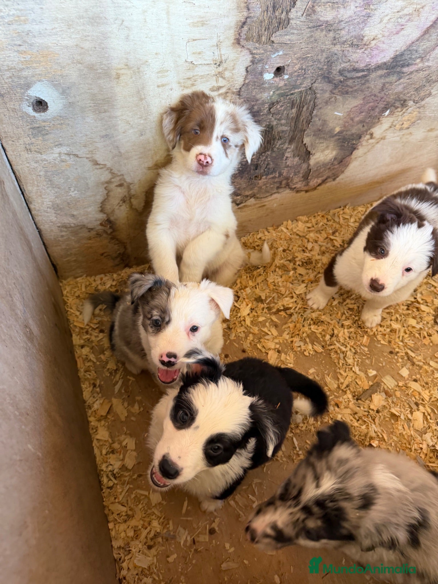 Border Collie perros Borde collie  - Anuncio 3