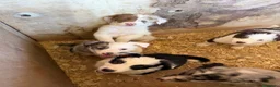 Border Collie perros en venta: Borde collie  - Anuncio 1