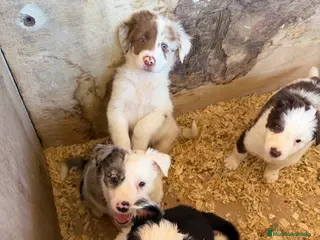 Border Collie perros Borde collie - Anuncio 1