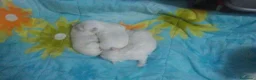 Bichón Maltés perros en venta: Bichón Maltés - Anuncio 6