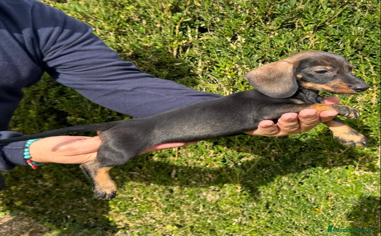 Teckel Miniatura perros - Anuncio 1