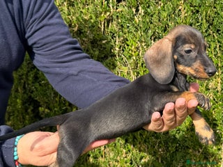 Teckel Miniatura perros - Anuncio 1