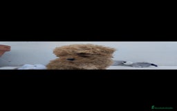 Caniche Toy perros en venta: Caniche toy  - Anuncio 4