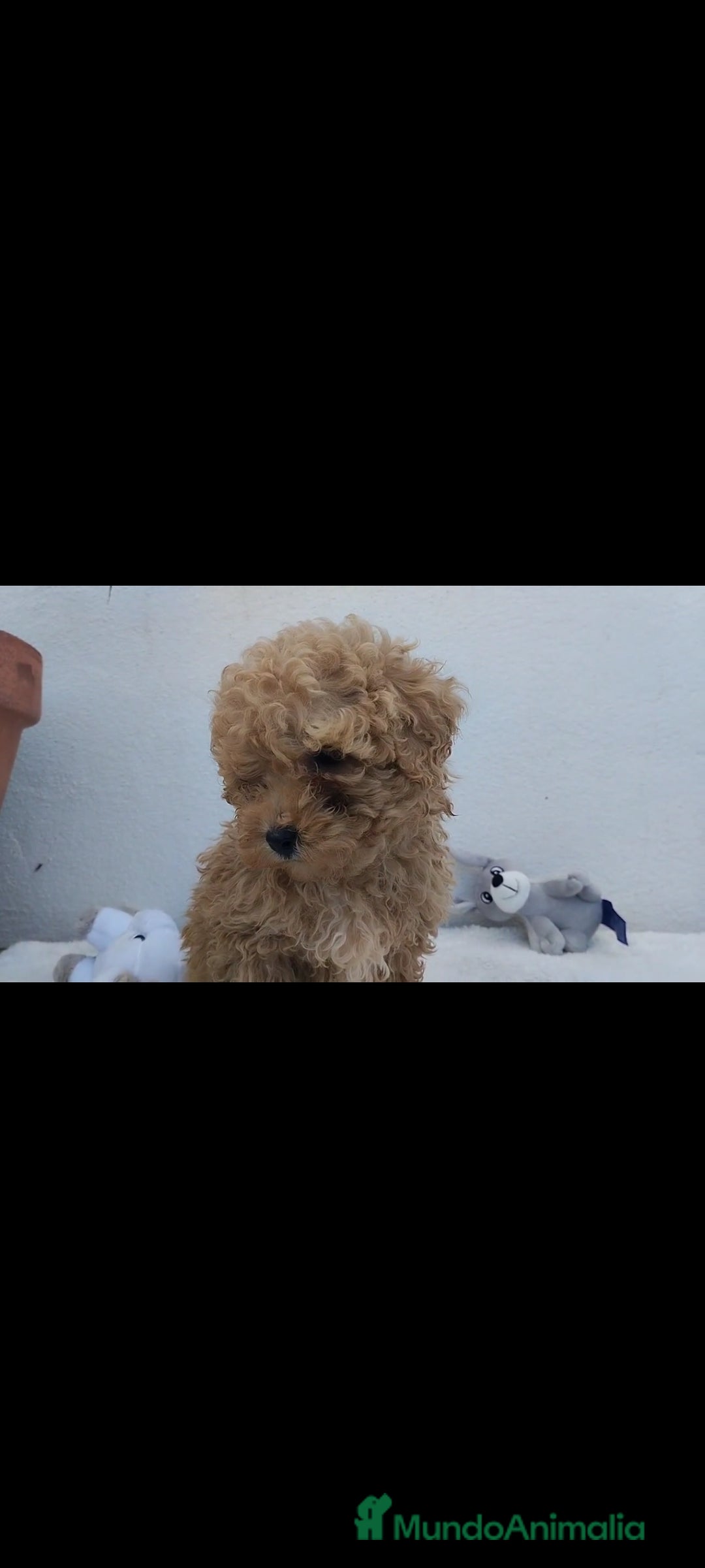 Caniche Toy perros en venta: Caniche toy  - Anuncio 4