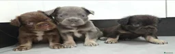 Bulldog Francés perros en venta: Bulldog Frenchis fluffys  - Anuncio 4