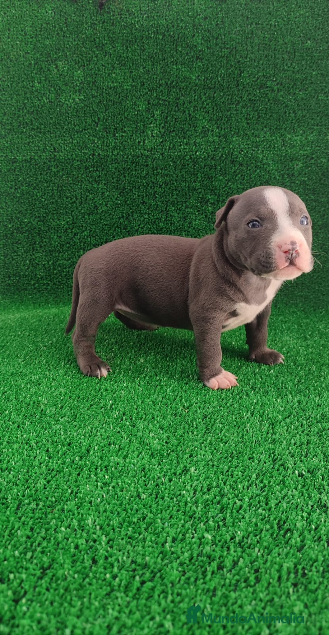 American Bully perros en venta: American bully pocket  - Imagen 2