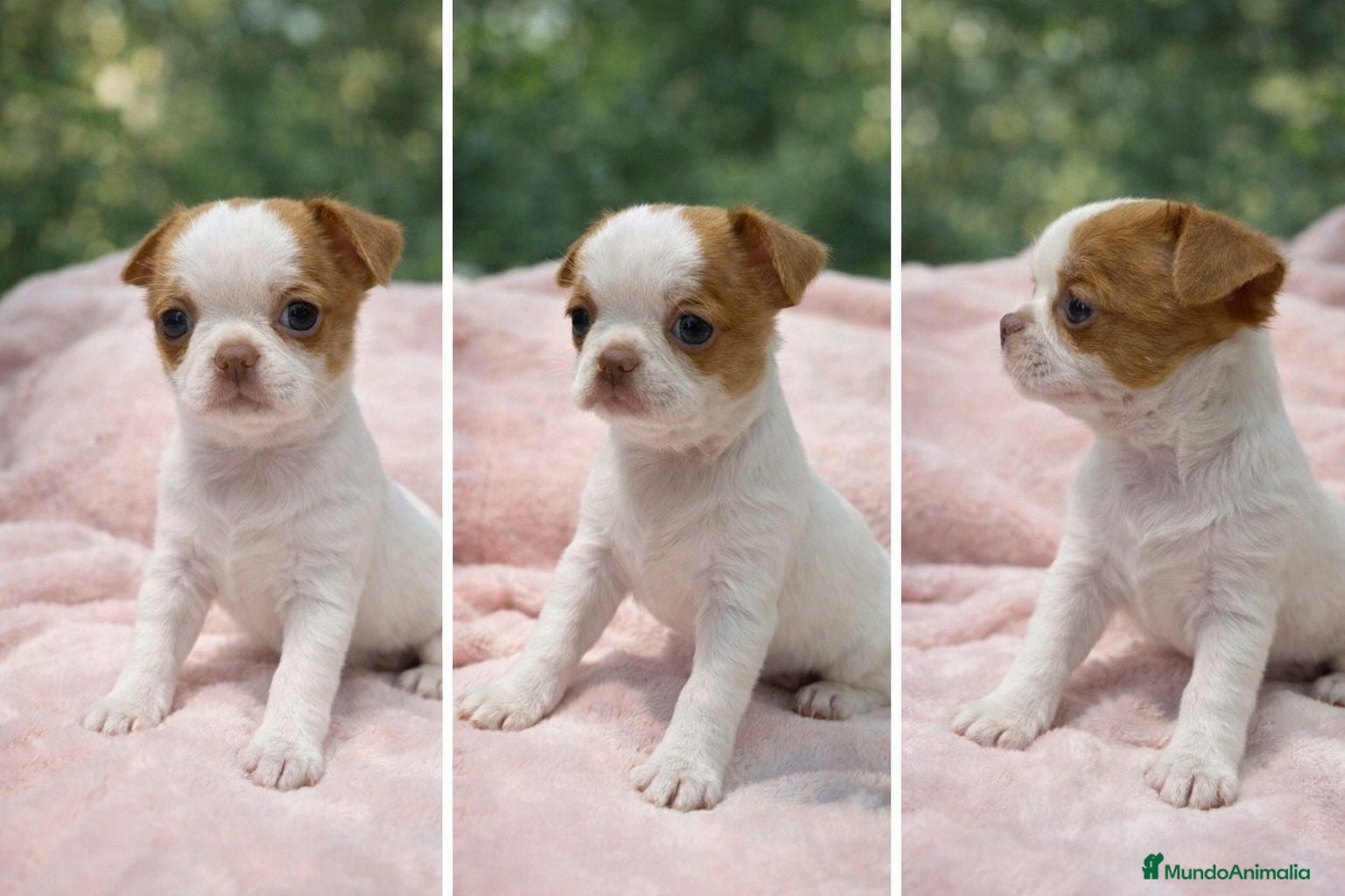 Chihuahua perros Chihuahua líneas rusas - Anuncio 2