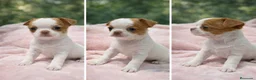 Chihuahua perros en venta: Chihuahua líneas rusas - Anuncio 2