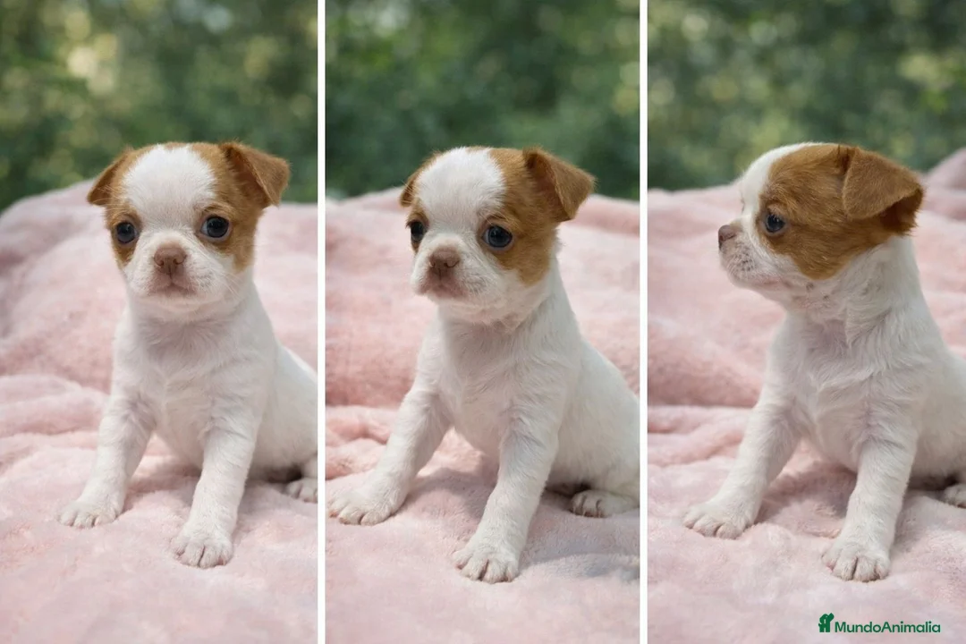 Chihuahua perros en venta: Chihuahua líneas rusas - Anuncio 2