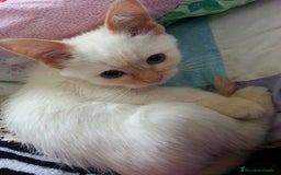 Siamés gatos en venta: Siames Red point - Imagen 1
