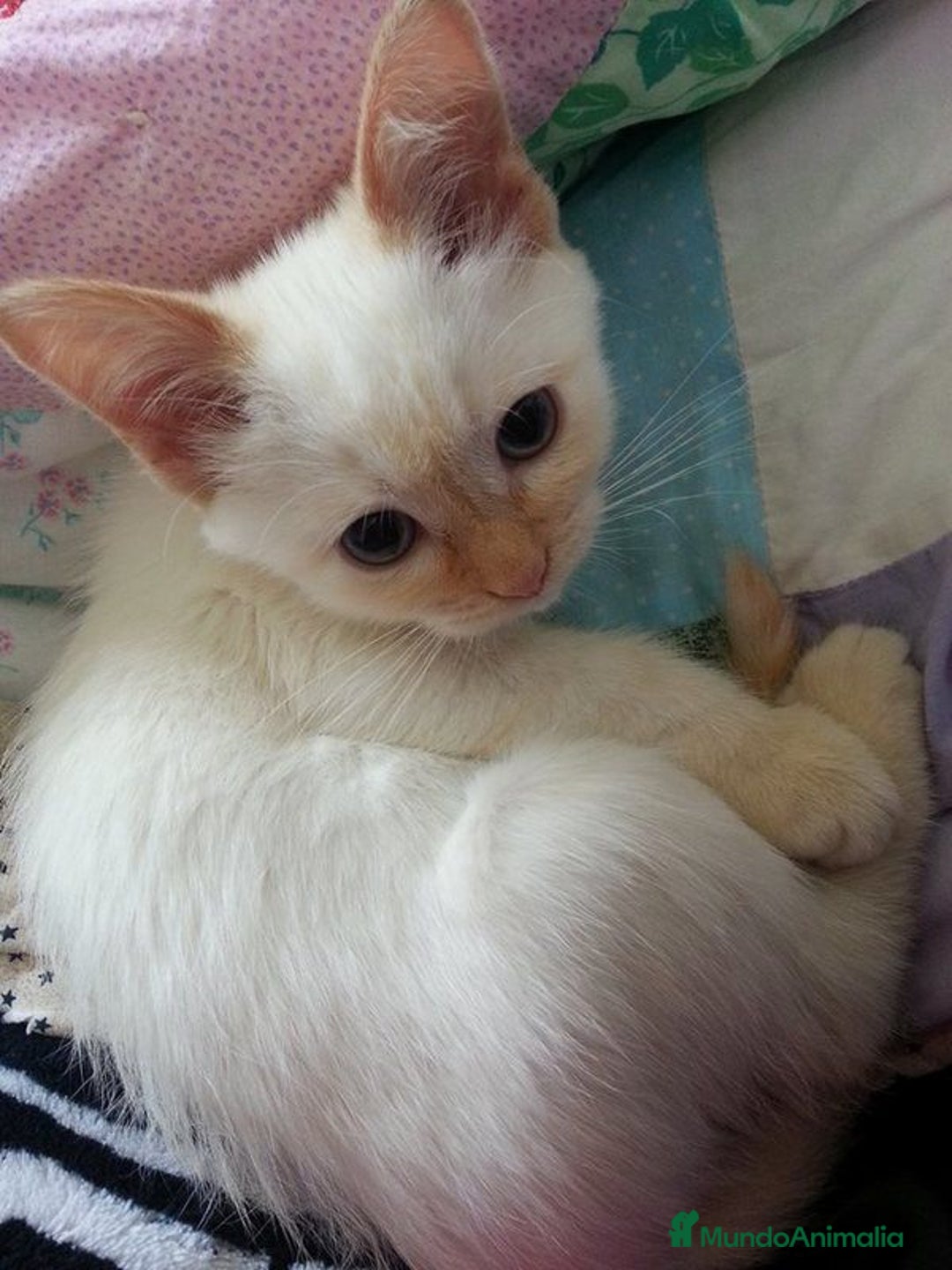 Siamés gatos en venta: Siames Red point - Imagen 1
