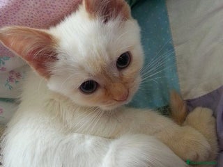 Siamés gatos - Anuncio 2