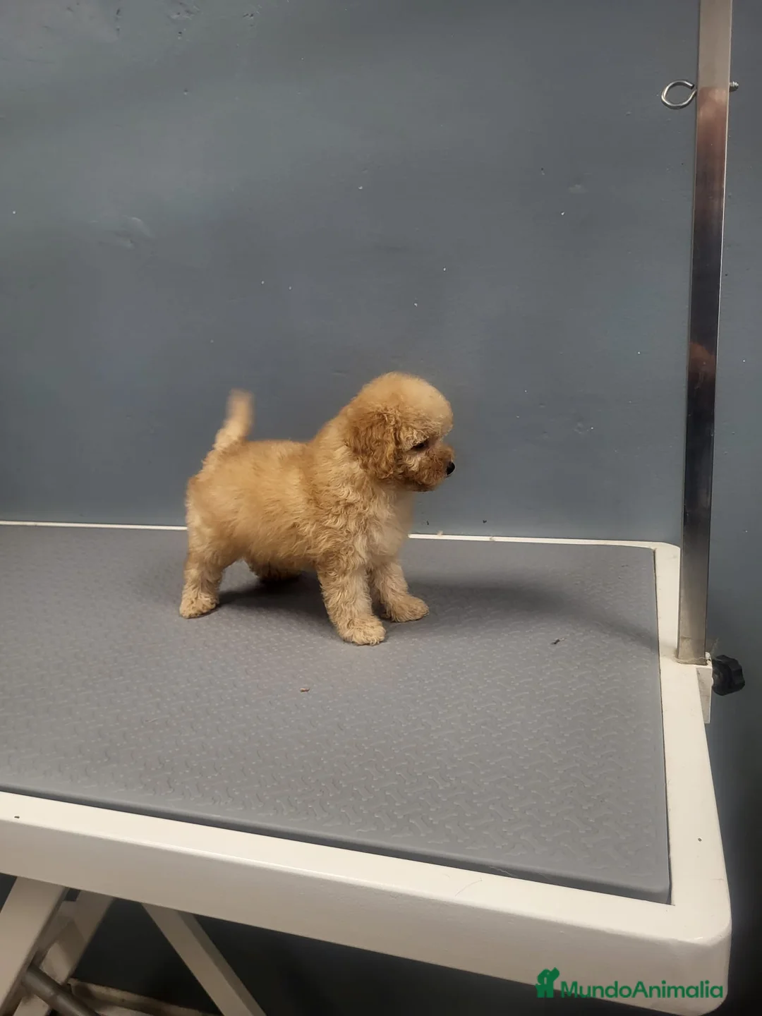 Caniche Enano perros en venta: Caniches espectaculares  en Barcelona - Anuncio 4