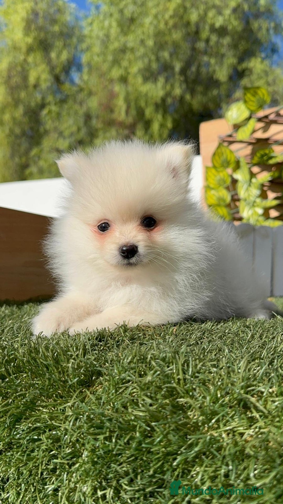 Pomerania perros en venta: POMERANIA - Imagen 11