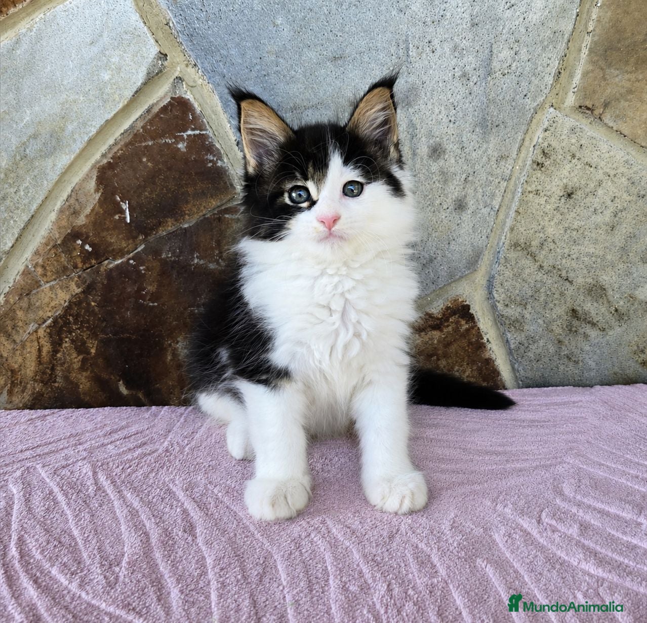 Maine Coon gatos Camada de Gatitos Maine Coon - Anuncio 1
