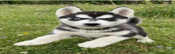 Husky Siberiano perros en venta: Husky siberiano anuncio real  - Anuncio 3