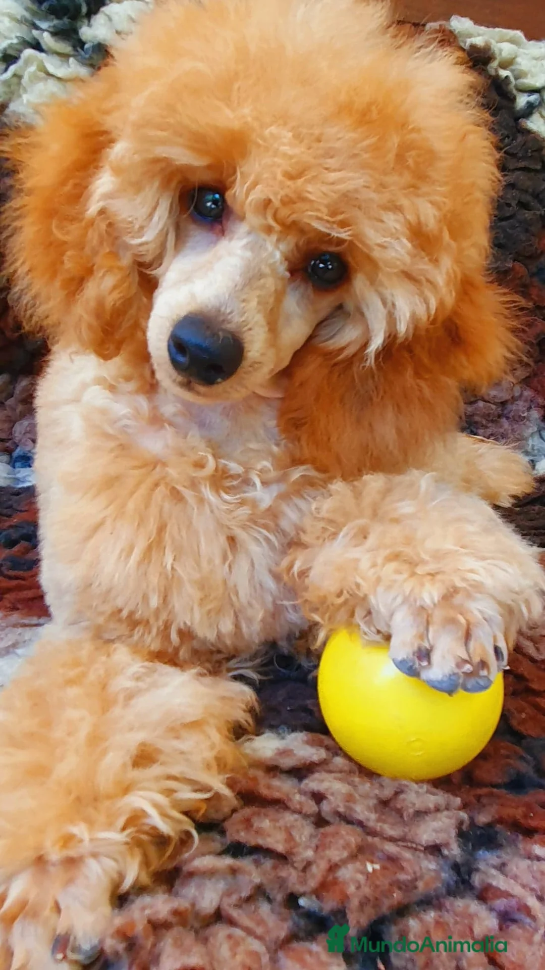 Imagen de galería {{count}}