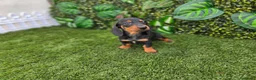 Teckel Miniatura perros en venta: TECKEL KANNINCHEN  - Anuncio 2