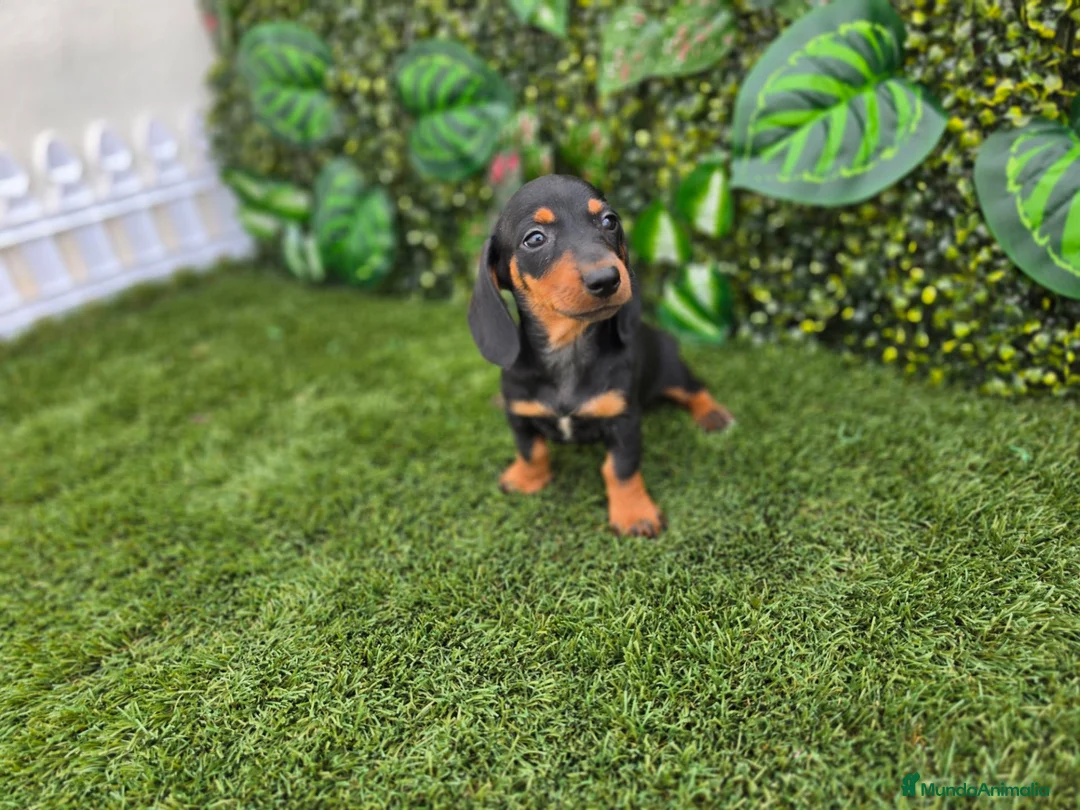 Teckel Miniatura perros en venta: TECKEL KANNINCHEN  - Anuncio 2