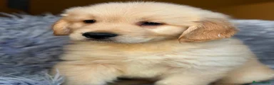 Golden Retriever 3