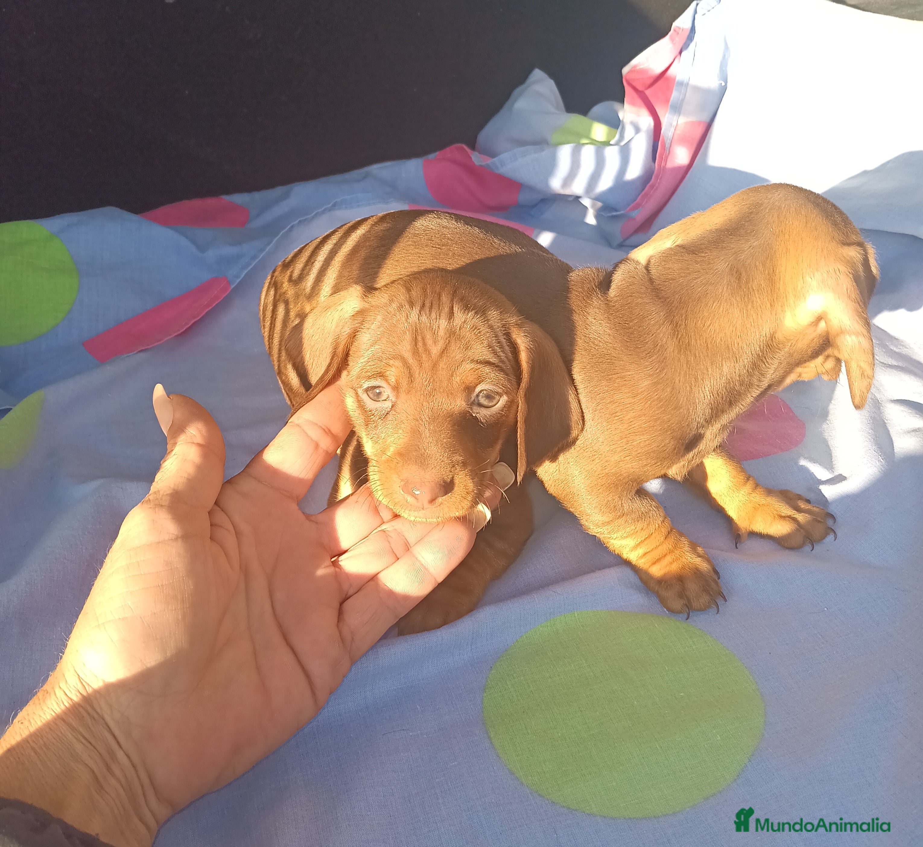 Teckel Miniatura perros Teckels Mini - Anuncio 2