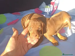 Teckel Miniatura perros Teckels Mini - Anuncio 2