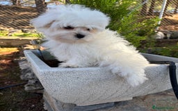 Bichón Maltés perros en venta: Bichon maltés toy listo para entregar  - Imagen 5