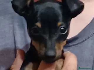 Pinscher Miniatura perros Mini pinscher - Anuncio 1