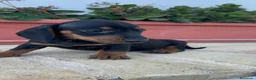 Teckel Miniatura perros en venta: TECKEL MINIATURA - Anuncio 4