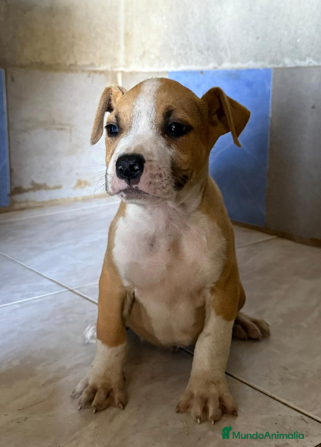 American Staffordshire-Terrier perros en venta: Machos Stafford - Imagen 1