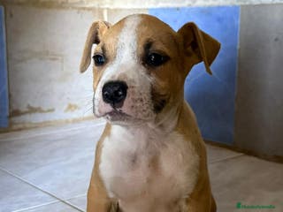 American Staffordshire-Terrier perros Machos Stafford - Anuncio 3