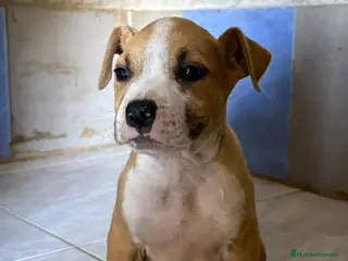 American Staffordshire-Terrier perros Machos Stafford - Anuncio 37
