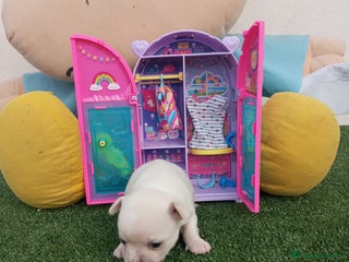 Chihuahua perros CHIHUAHUAS toy toy cabeza de manzana - Anuncio 28