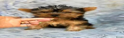 Yorkshire Terrier perros en venta: YORKSHIRE NEGRO FUEGO MACHO  - Anuncio 4
