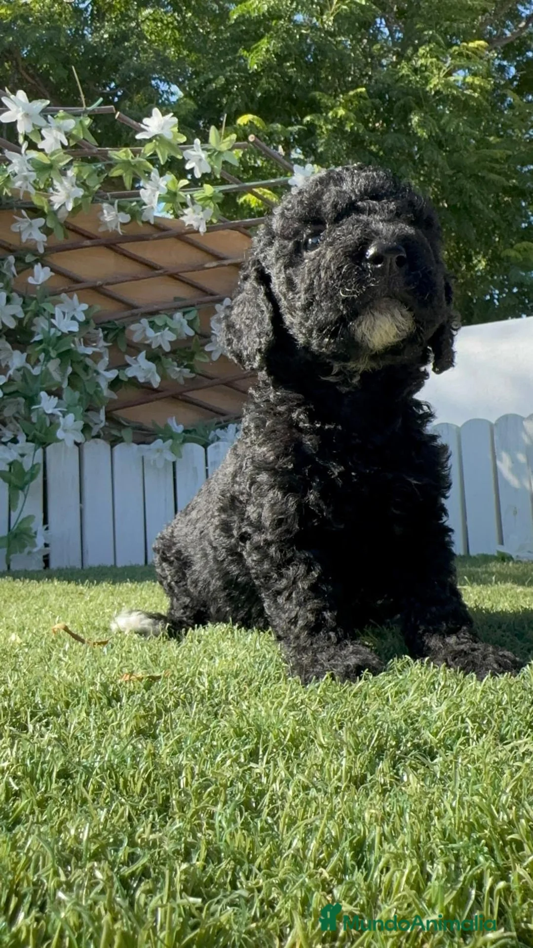 Perro de Agua Español perros en venta: PERRO DE AGUA ESPAÑOL - Anuncio 2