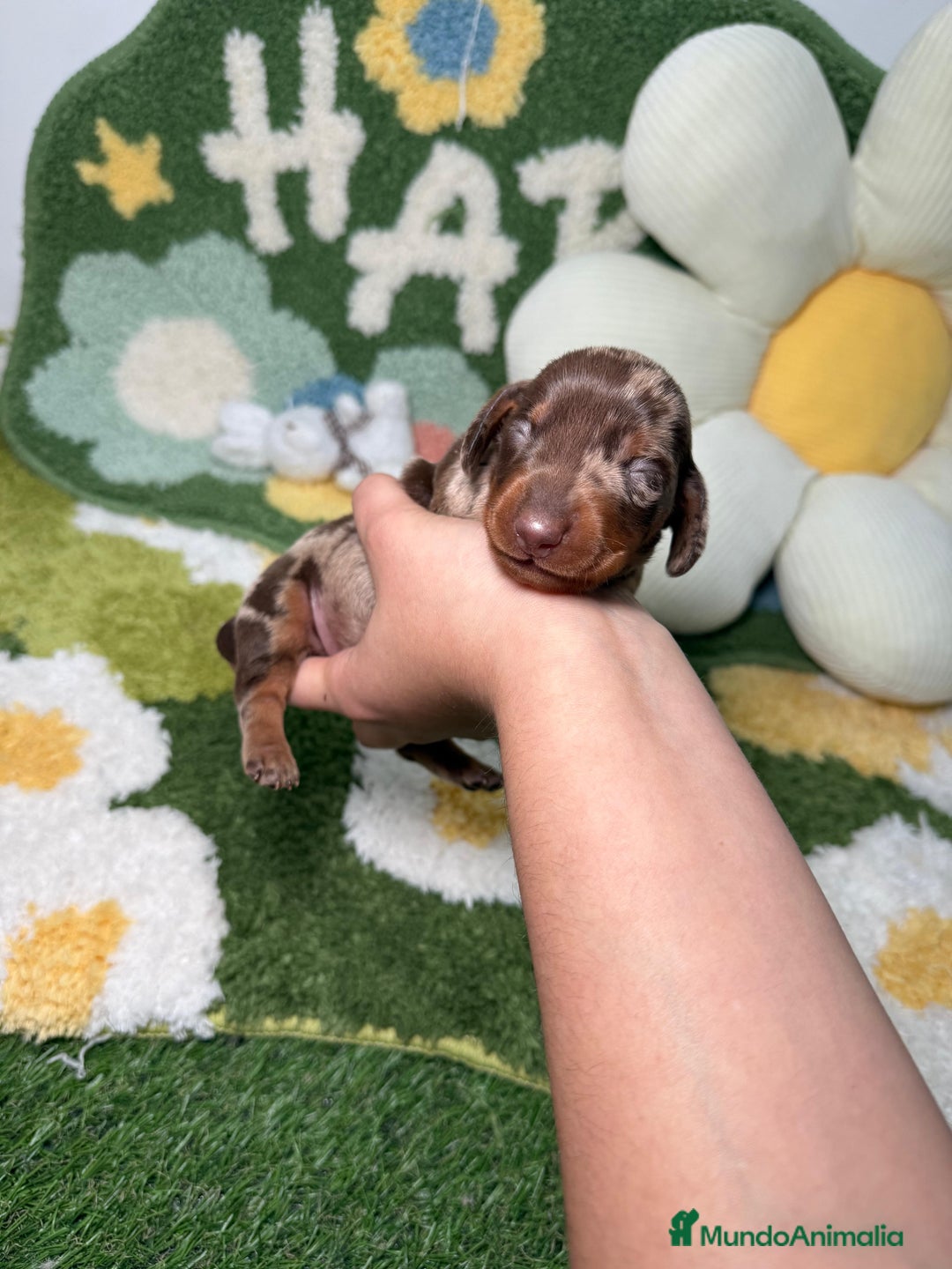 Teckel perros en venta: Teckel Kaninchen Arlequin Chocolate Macho - Anuncio 1