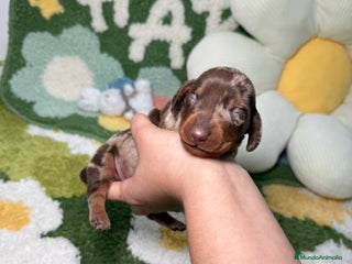 Teckel perros Teckel Kaninchen Arlequin Chocolate Macho - Anuncio 2