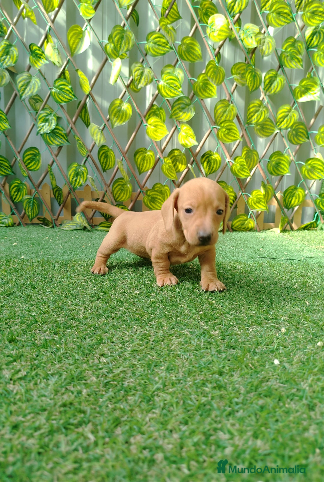 Teckel Miniatura perros en venta: Teckel mini  - Imagen 5