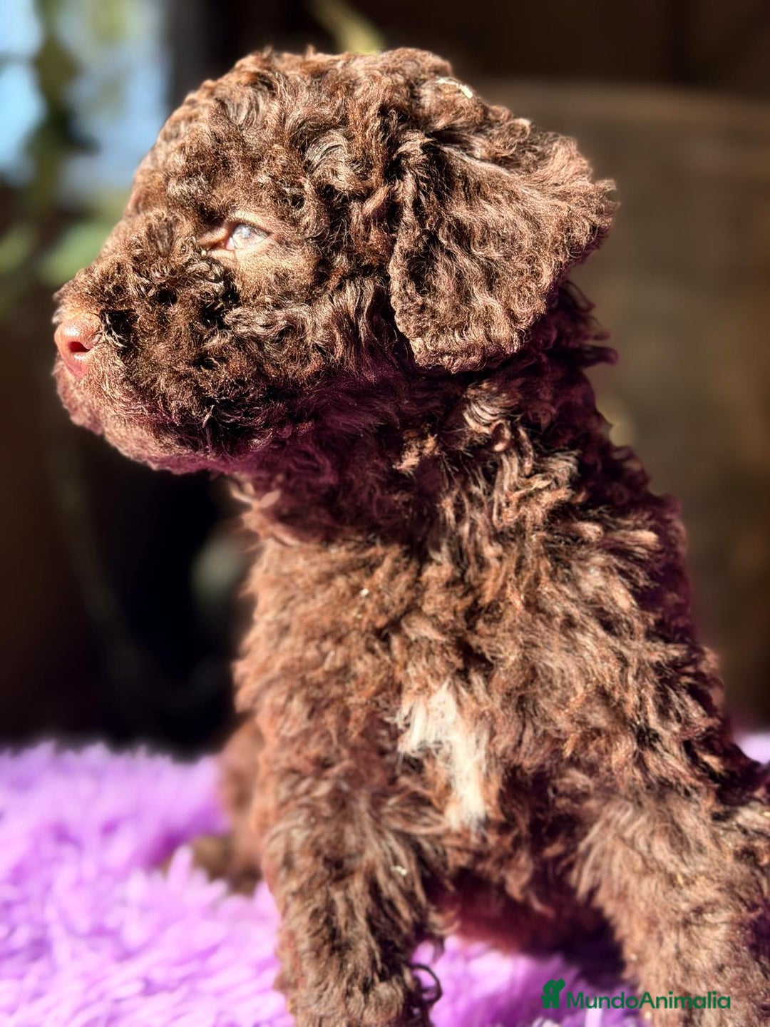 Perro de Agua Español perros en venta: PERRO DE AGUA ESPAÑOL - Anuncio 5